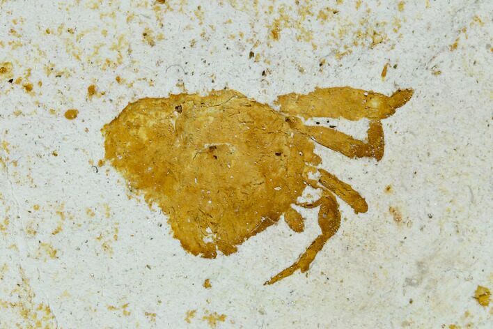 Partial Fossil Pea Crab (Pinnixa) From California - Miocene #128088
